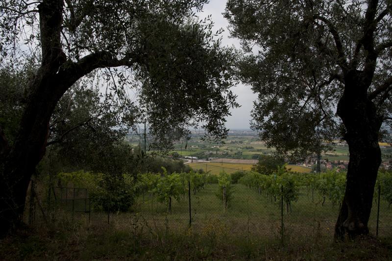 Agriturismo La Grotta San Giuliano Terme Eksteriør billede